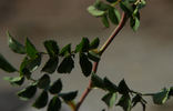 R. Wichurana 'Thornless' rose photo