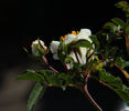 R. Wichurana 'Thornless' rose photo