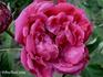 Lord Bacon rose photo