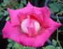 Bobby Charlton rose photo