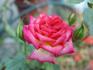 Lights of Broadway rose photo