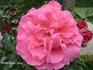 Président Willermoz rose photo