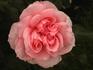 Nirvana ® rose photo