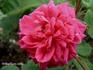 Royat Mondain rose photo