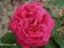 Sir Garnet Wolseley rose photo
