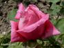Souvenir de Madame Berthier rose photo