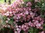 Pink Spray ® rose photo