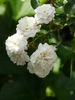 Cumulus rose photo