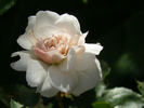 Cumulus rose photo