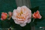Bordure Abricot rose photo