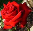 Ace of Hearts rose photo