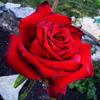 Ace of Hearts rose photo