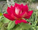 Disco rose photo