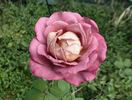 Double Feature rose photo