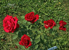 Daniel rose photo