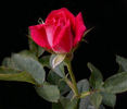 Merlot rose photo