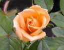 Mitchie's Gold rose photo