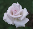 Natasha Monet rose photo