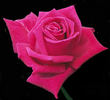 Old Smoothie rose photo