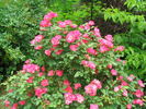 Ville de Roeulx rose photo