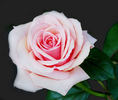 Pink Osiana rose photo