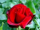 Jacques Prévert ® rose photo