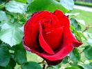 Jacques Prévert ® rose photo
