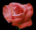 Raphaela rose photo
