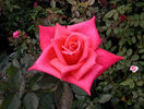 Rilla rose photo