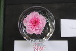 Renny rose photo