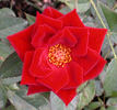Salute ™ rose photo