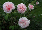 September Morn rose photo