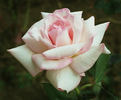 Sheer Bliss rose photo