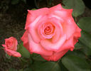 Sheer Elegance ™ rose photo
