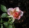 Cuddle Up rose photo