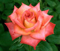 Soroptimist International rose photo