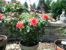Futura rose photo
