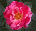 Tigress ™ rose photo