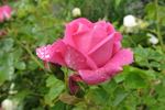 Balsgards Freja rose photo