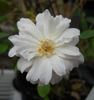 2by2XOLG rose photo