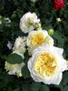 Nelson Montfort rose photo