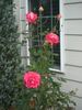 Typhoo Tea rose photo