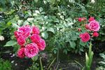 Elmshorn rose photo