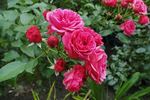 Elmshorn rose photo