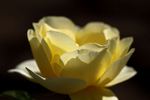 Breathless Charm rose photo