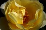 Breathless Charm rose photo