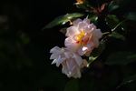 Ceres rose photo