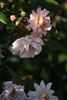 Ceres rose photo