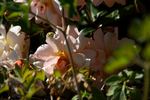 Ceres rose photo