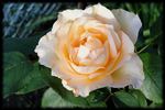 Casanova rose photo